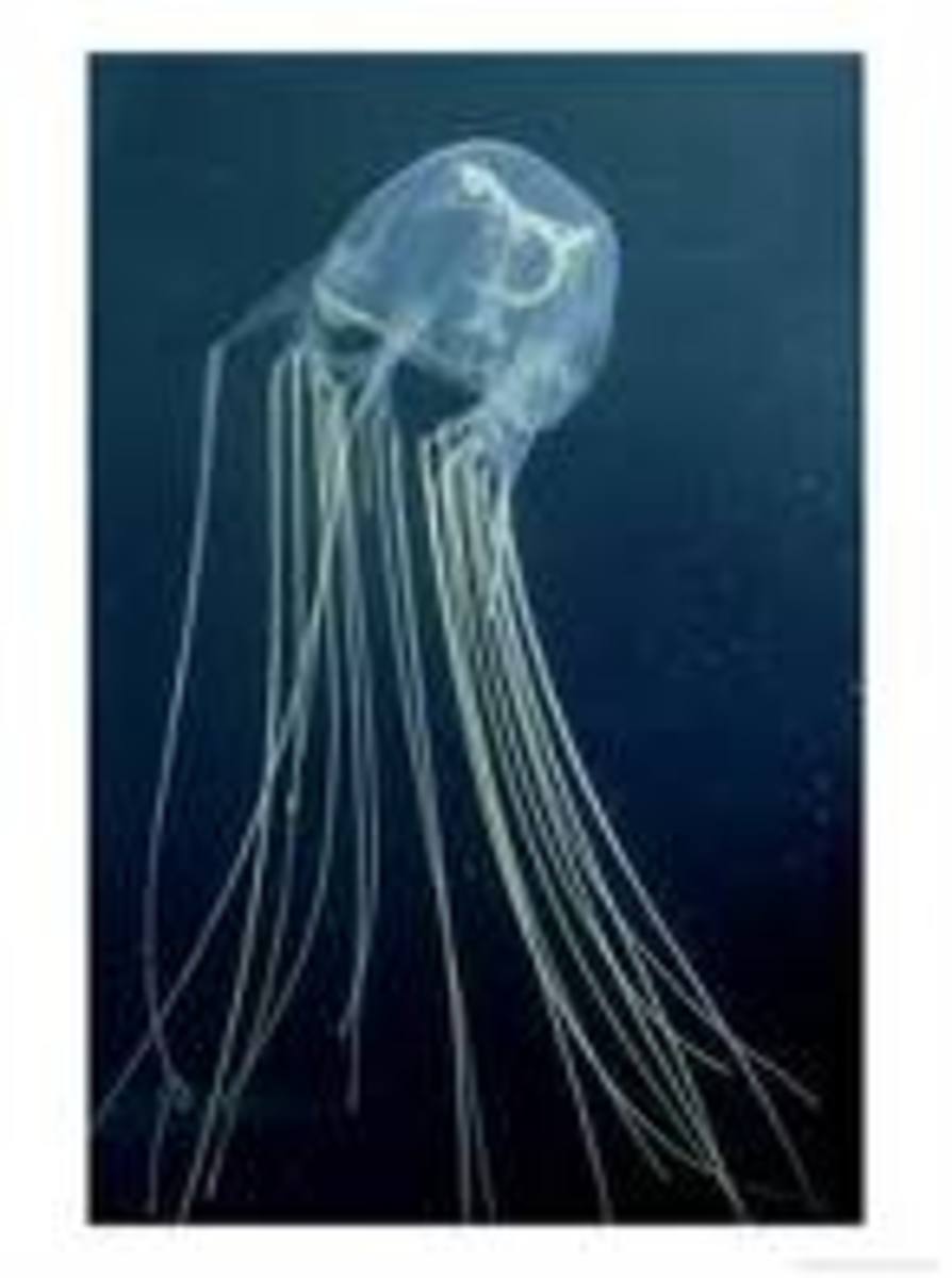 The Sea Wasp or Box Jellyfish, can be found in warm temperature ocean waters off the coast of Australia. The venom contained within its tentacles is very toxic and can be potentially fatal to an individual.