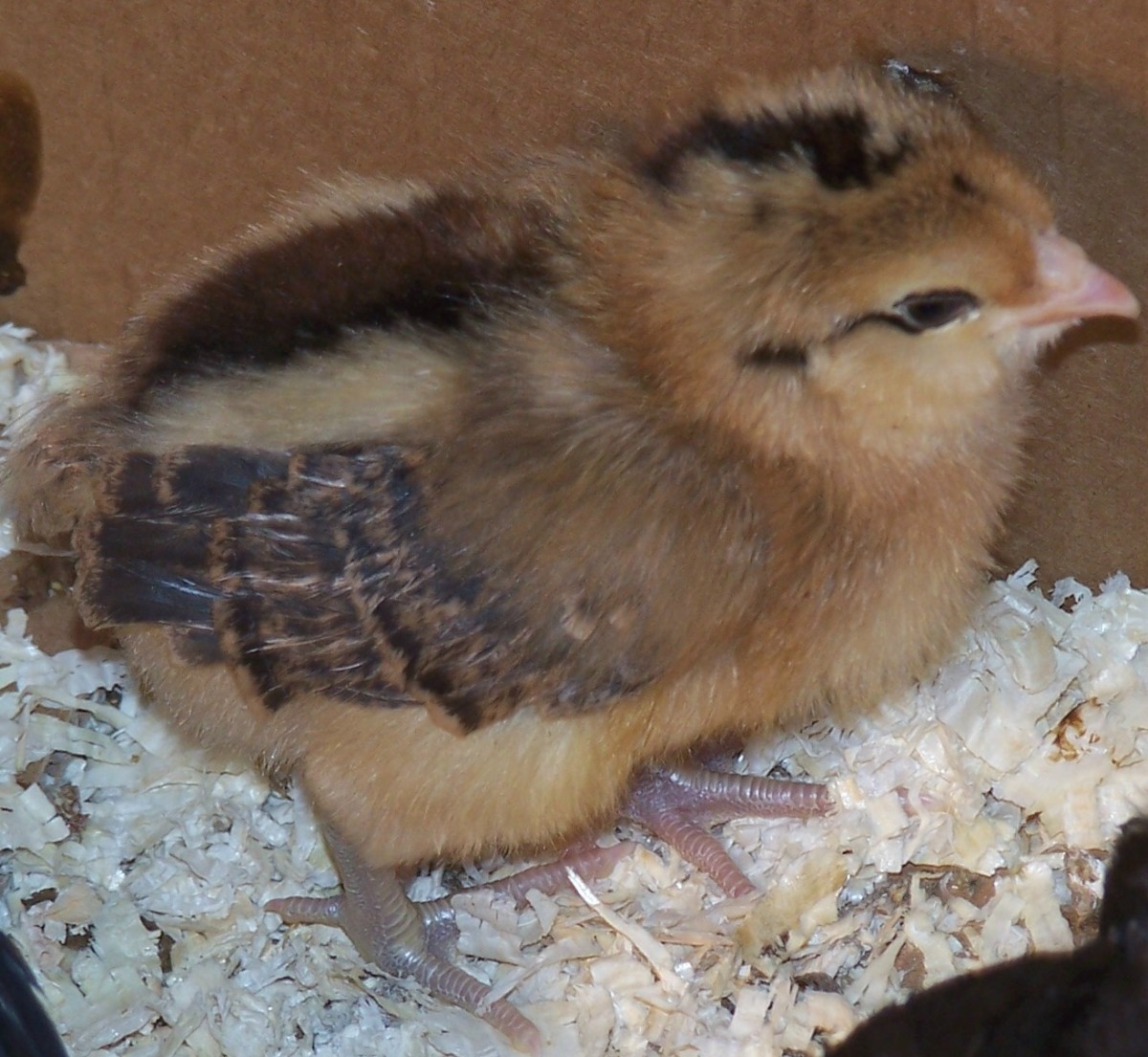 One of my new baby chicks
