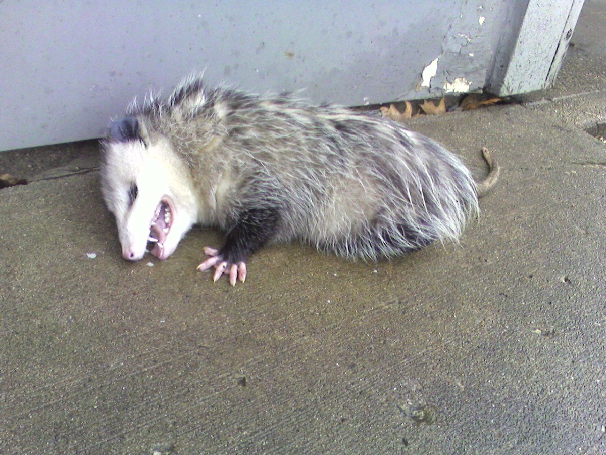 "Playing Possum" or dead