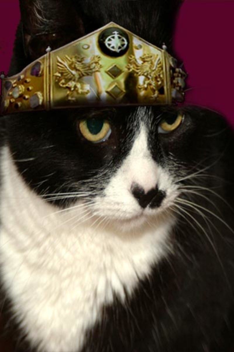 My cat Chance was royalty in many ways!