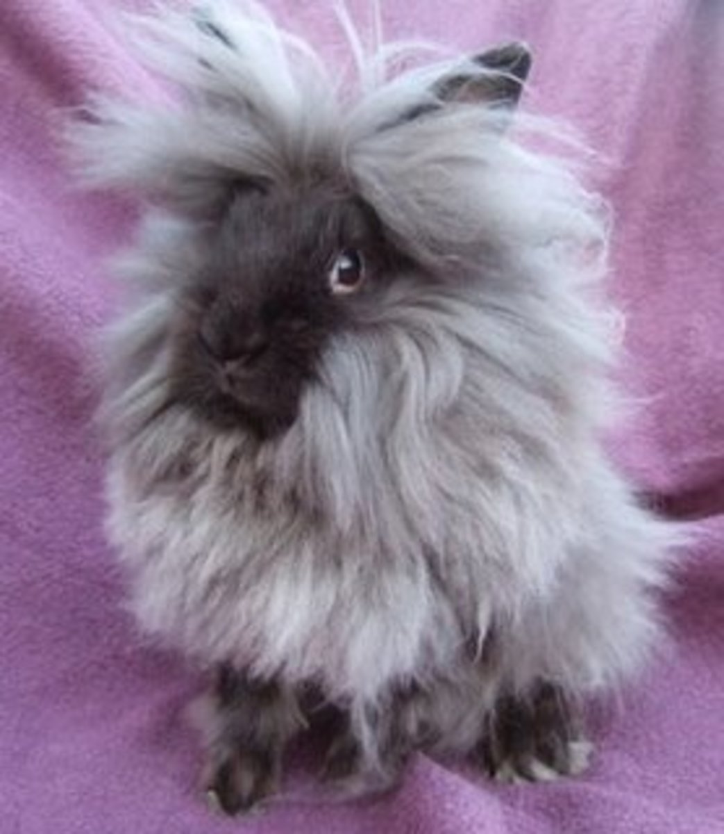 petology-lionhead-bunny-rabbits-all-about-these-cute-and-unusual-bunnies