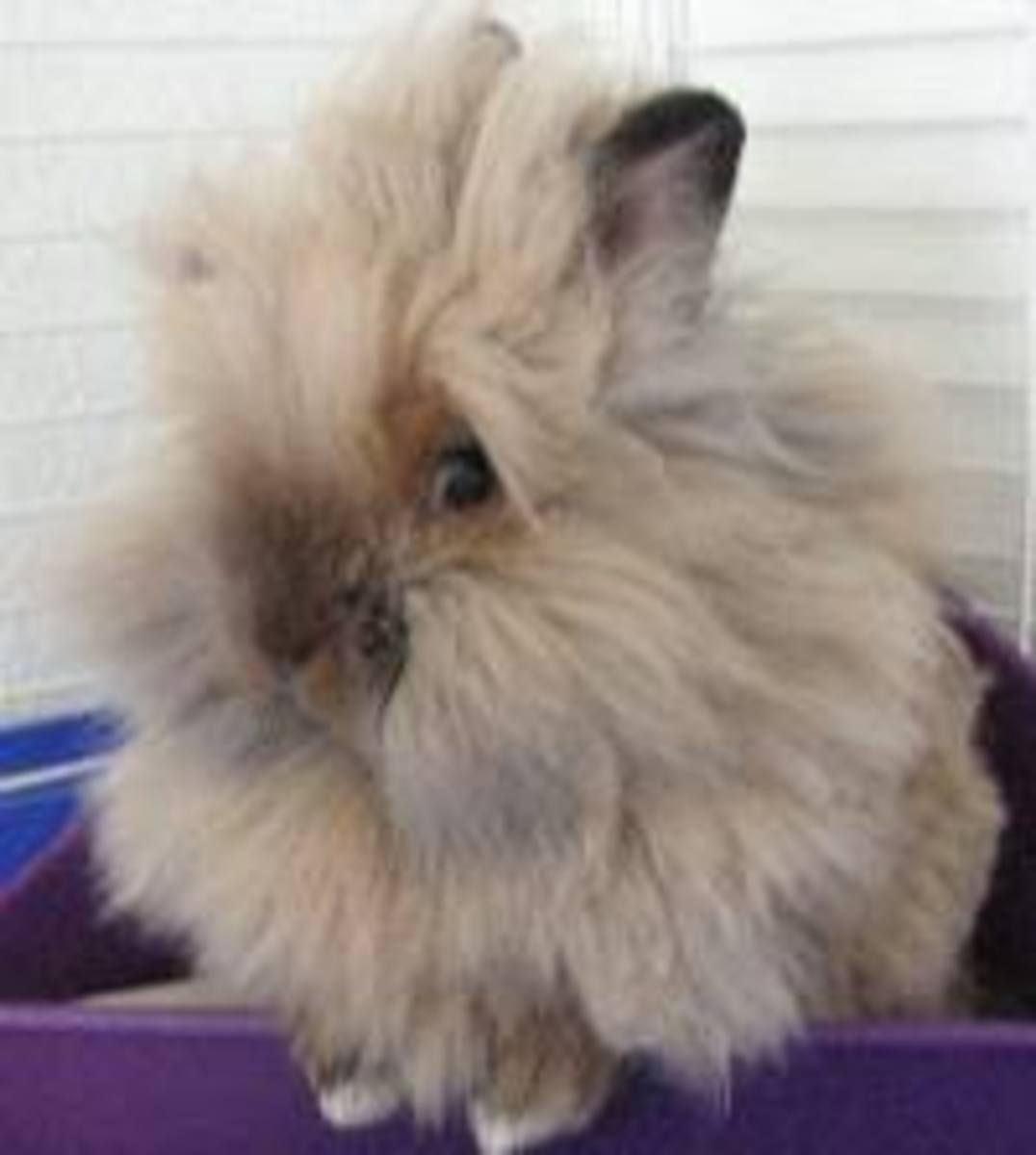 Lionhead Bunny Rabbits All About these Cute and Unusual Bunnies