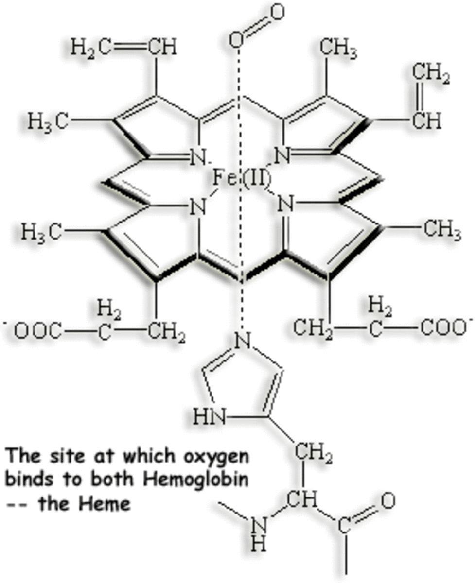 Hemoglobin molecule. Iron is essential to normal hemoglobin function in the red blood cells.
