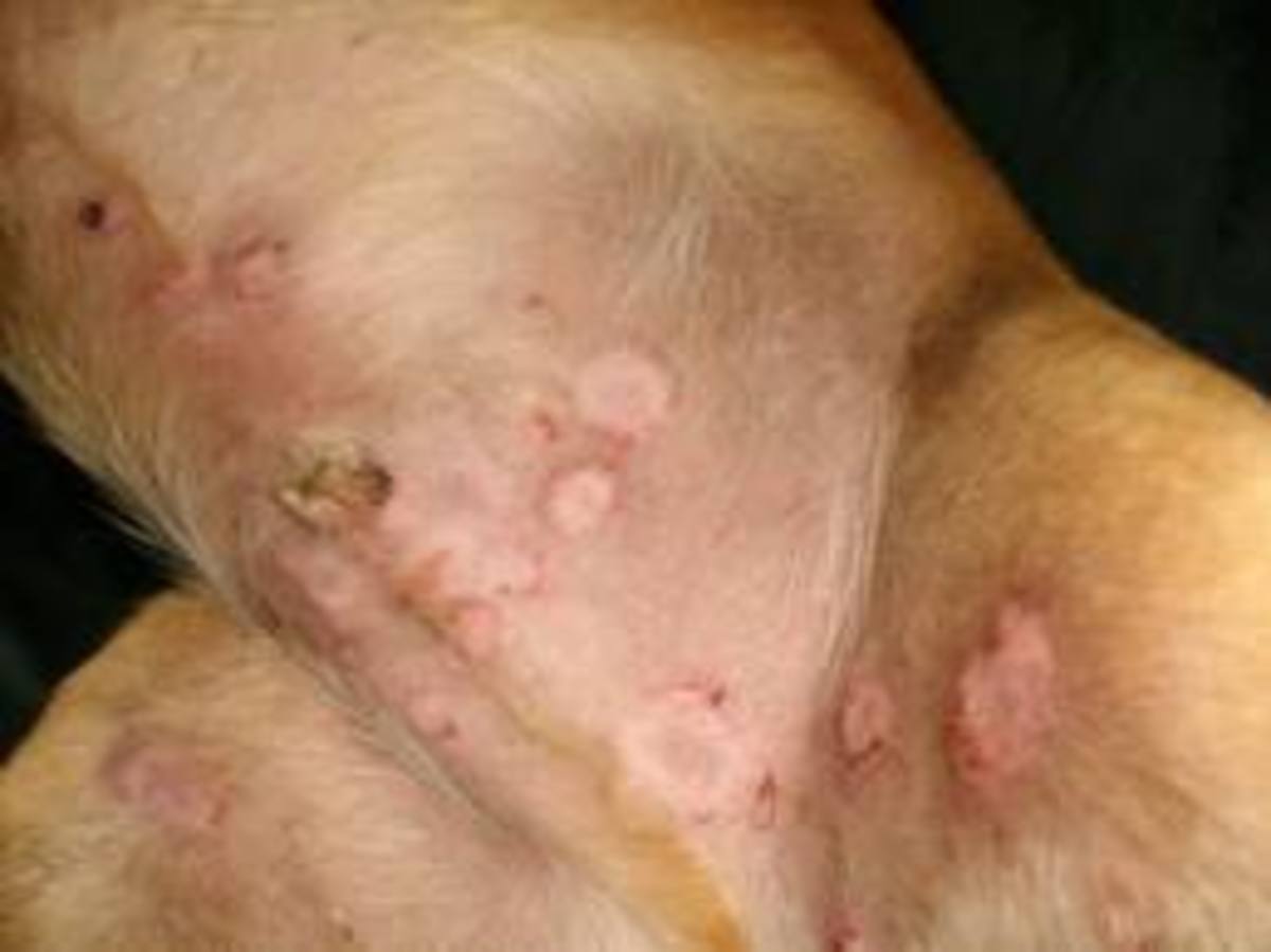 Dog Skin Problems: Skin Allergies