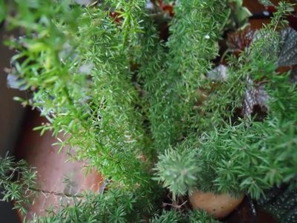 The foxtail asparagus fern Pics by Sofs