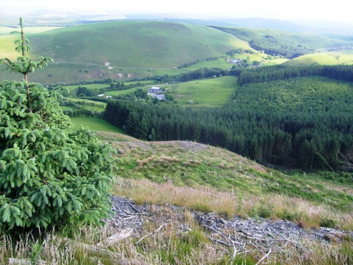 An example of an environment where there is a mosaic of grassland and forest.
