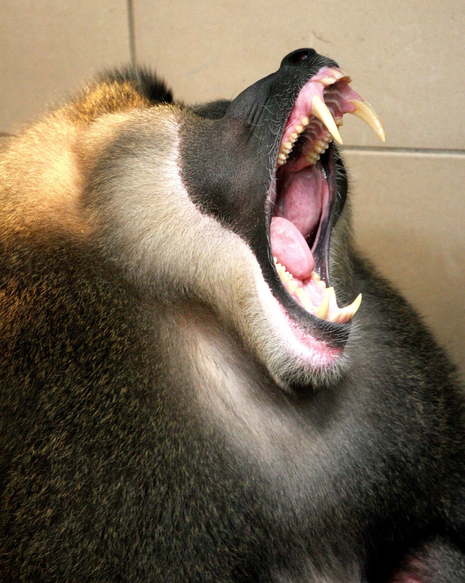 Bacterial biofilms are present on human and animal teeth and gums and are known as dental plaque. This yawning animal is a type of monkey known as a drill.