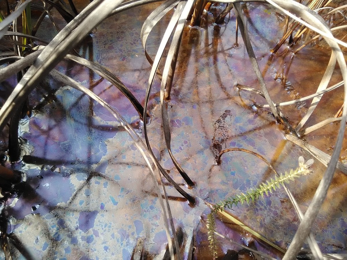 A bacterial biofim in the water of a peat bog photographed by a botanist