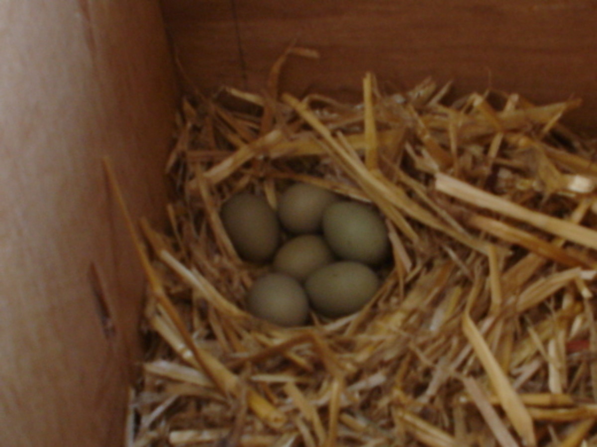 There are seven eggs in the corner of the bedroom, but where are the babies?