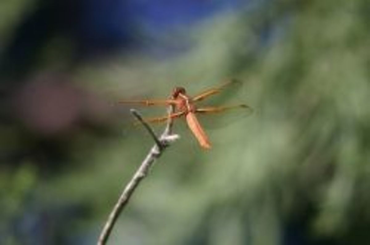 Dragonfly - orange skimmer