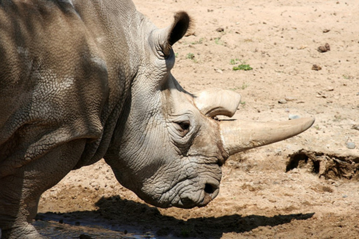 rhinoceros-farming-in-china