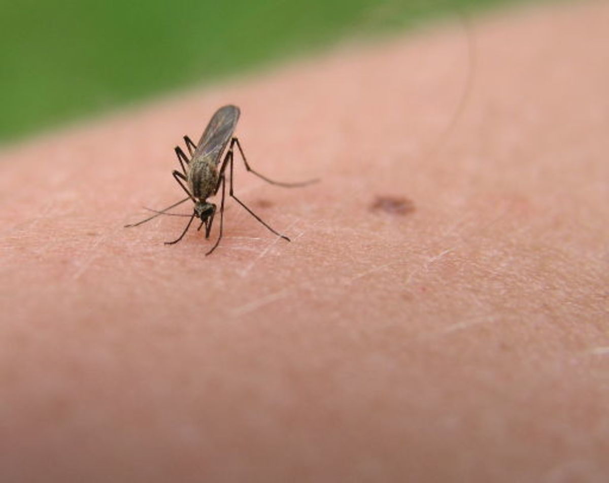8 Natural Remedies to Get Quick Relief from Mosquito Bites