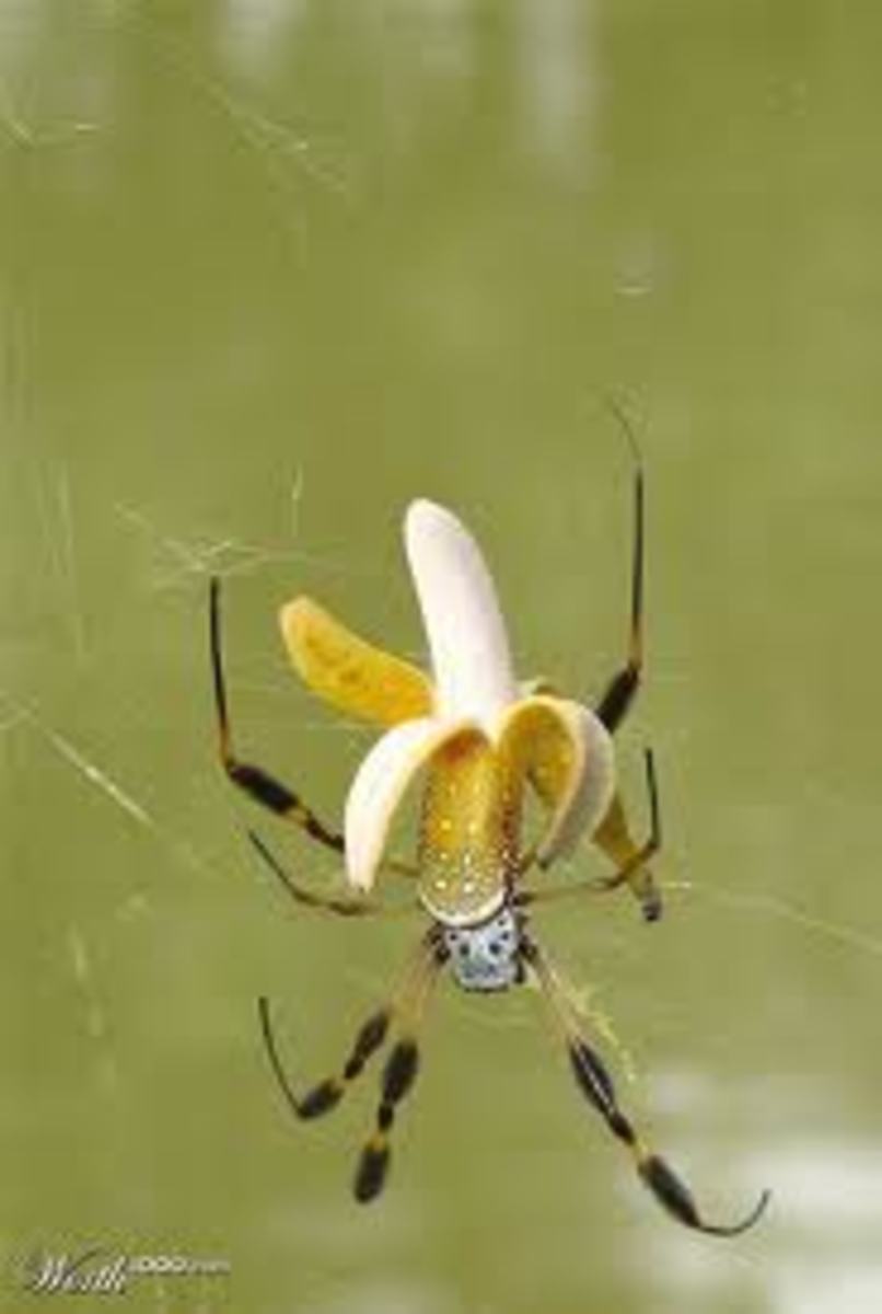 Rare banana Banana Spider