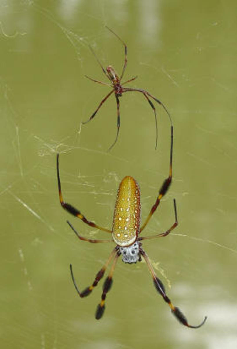 Goldie is the large Banana Spider in the center. Her mate is / was the tiny spider above her.