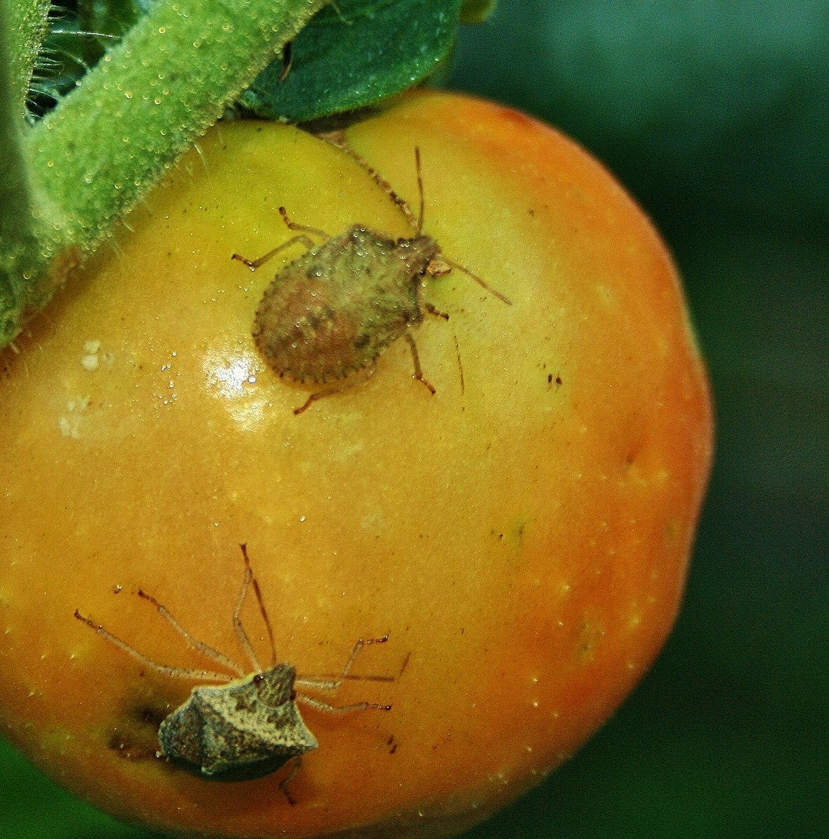 Help! My Tomatoes Have Acne! - HubPages