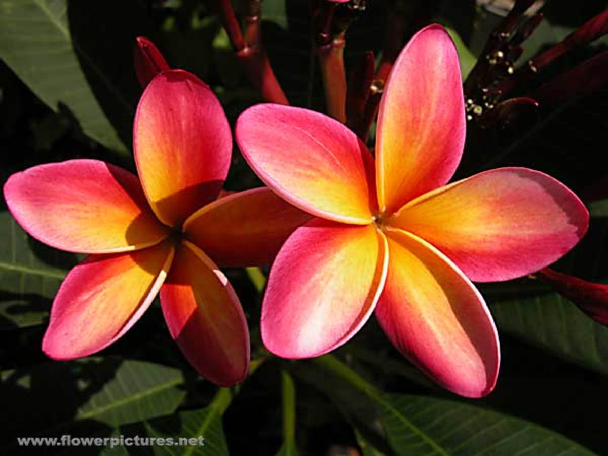 Plumeria, a flower native to Hawaii.