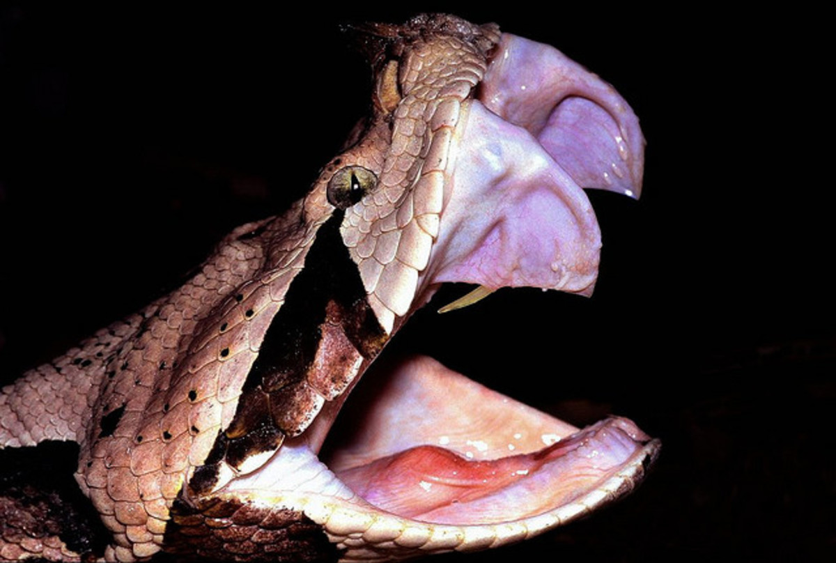 A snake uses its fangs to deliver its venom.