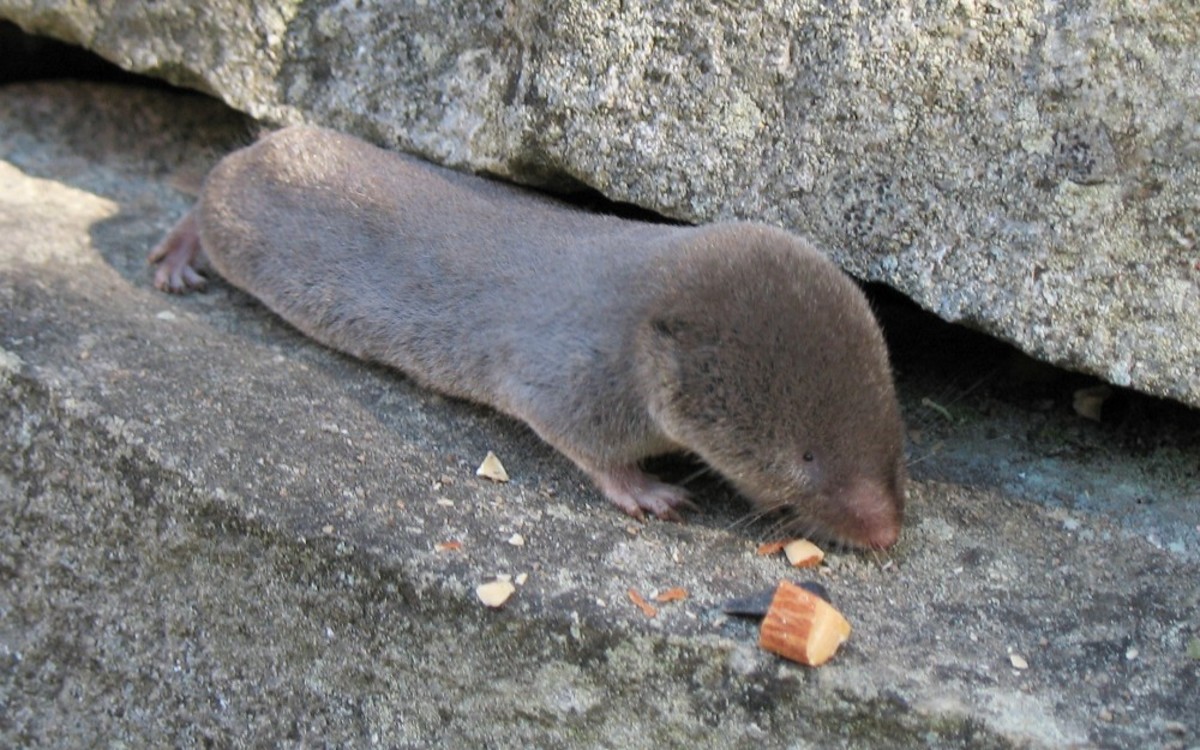 Northern  Short-Tailed Shrew