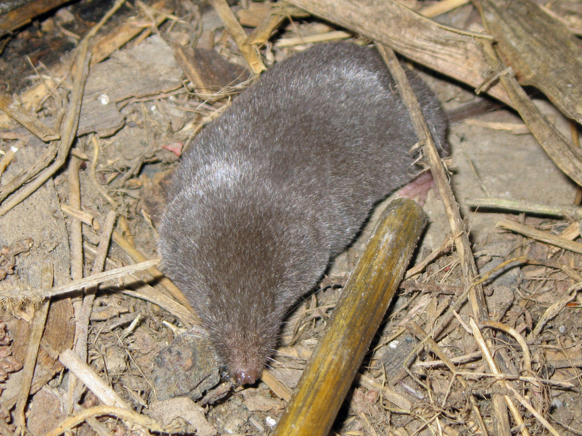 Southern Short-Tailed Shrew