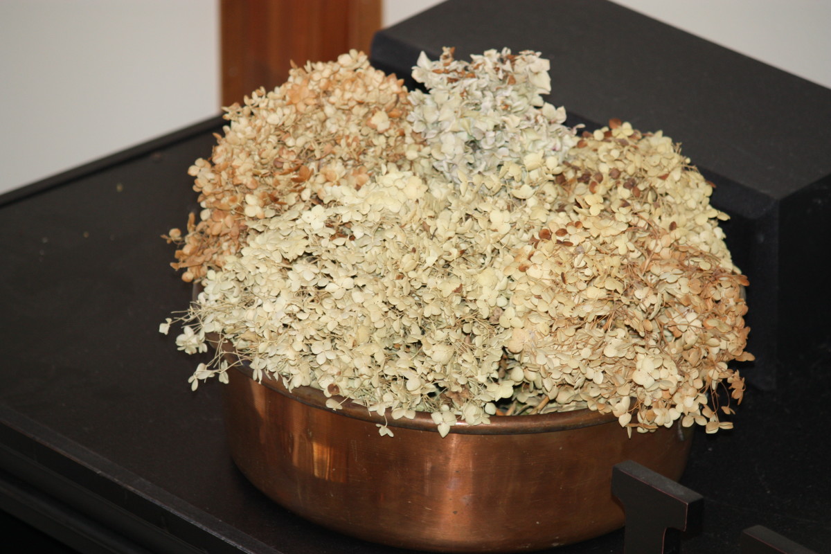 A copper bowl with dried hydrangea blossoms.