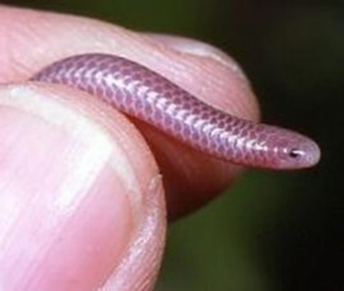 Smallest snake in the world: The four-inches long Barbados Threadsnake (leptotyphlops carlae)