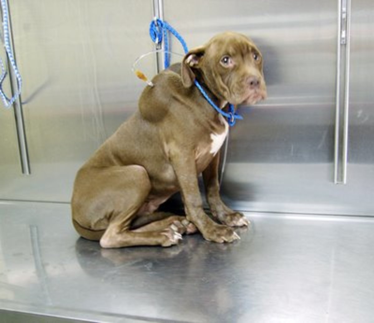 How to Help Your Pup Through Parvovirus HubPages