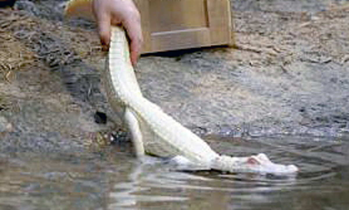 Differences Between Albino and Leucistic Crocodiles and Alligators -  Owlcation