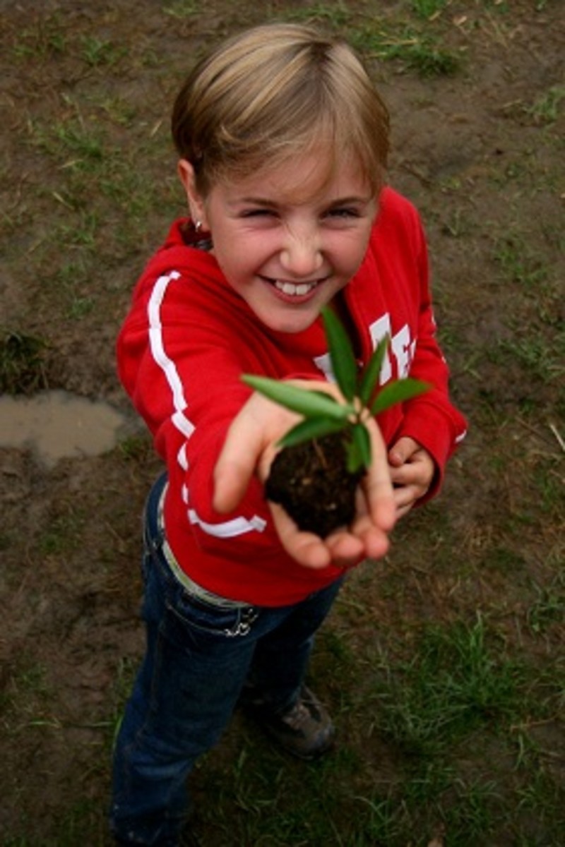 Even More Fun Classroom Activities to Interest Children / Kids in Growing Plants