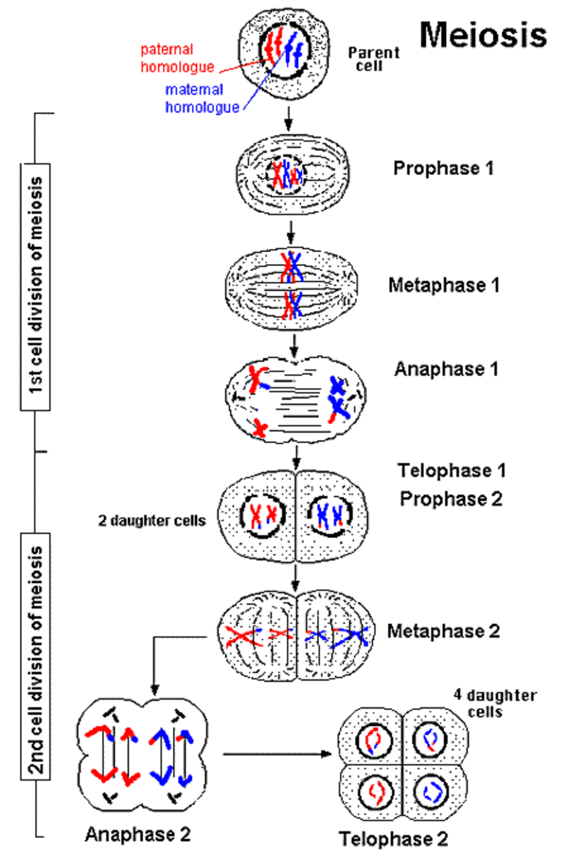 Here is an example of Meiosis, and keep in mind (like Mitosis) that this is a continues cycle and does not stop and then resume where arrows are shown. 