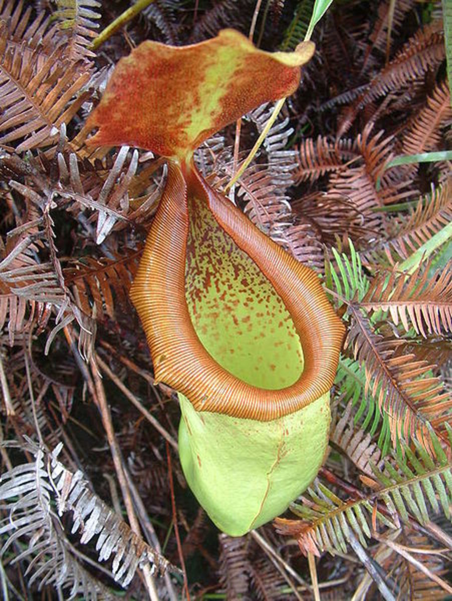 An upper pitcher of the mainland form of Nepenthes insignis from New Guinea.