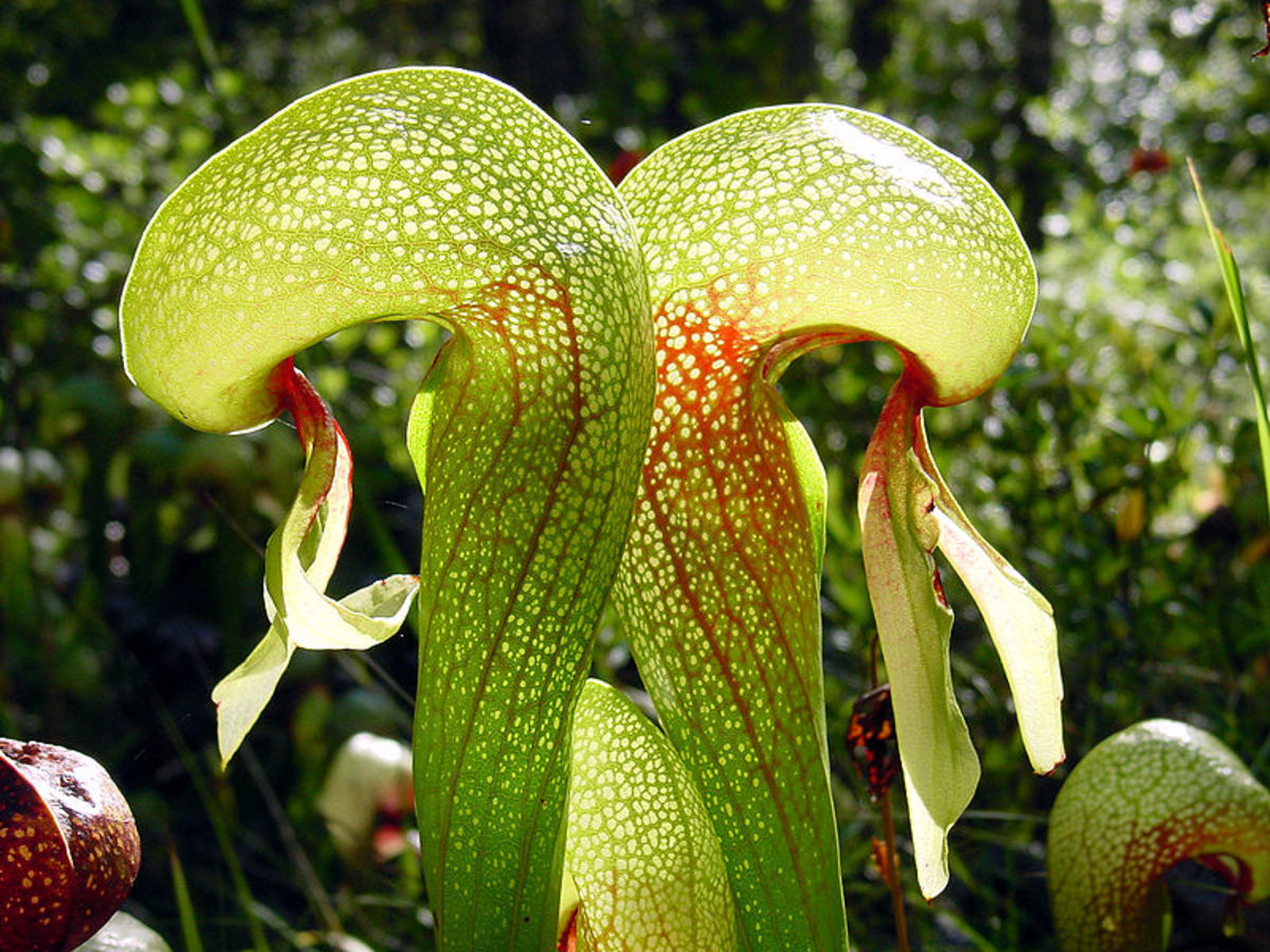 The snake-like pitchers of Darlingtonia californica or Cobra Lily.