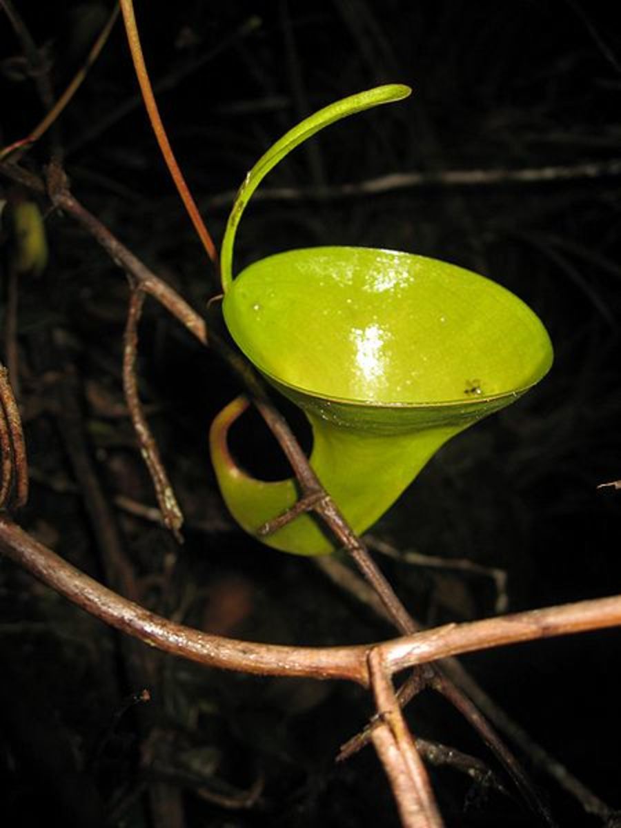 An upper pitcher of Nepenthes inermis, note the lack of lip (peristome) and reduction of the lid (operculum).