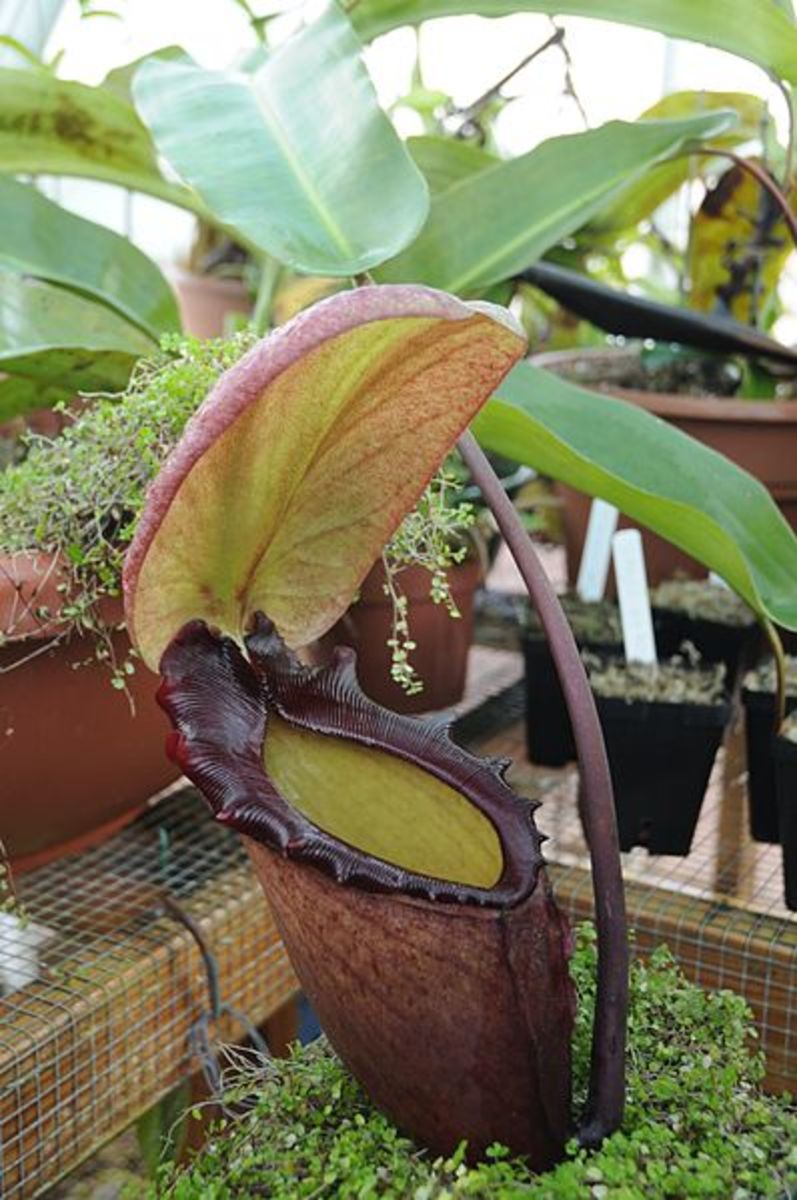 A giant pitcher of Nepenthes rajah, small vertebrate animals have are occasionally found drowned and partially digested within these pitchers.