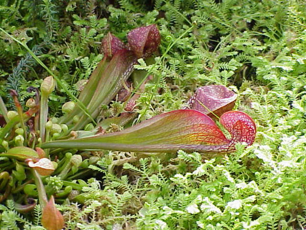 The horizontal pitchers of Sarracenia psittacina.