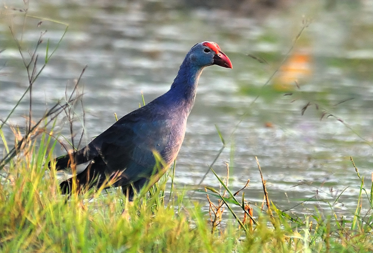 The Purple Moorhen is a very shy bird. She runs into the safety of the waters at the slightest disturbance. (Chitravati river bed)