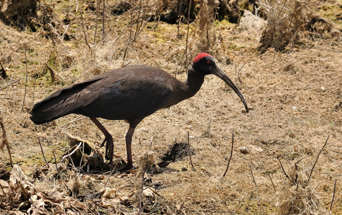 The Black Ibis makes occasional visits. There is no specific season but its visits are memorable. (Sahebcheruvu lake banks)