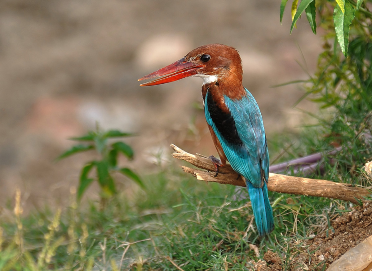 The Beautiful Birds of Puttaparthi - 1