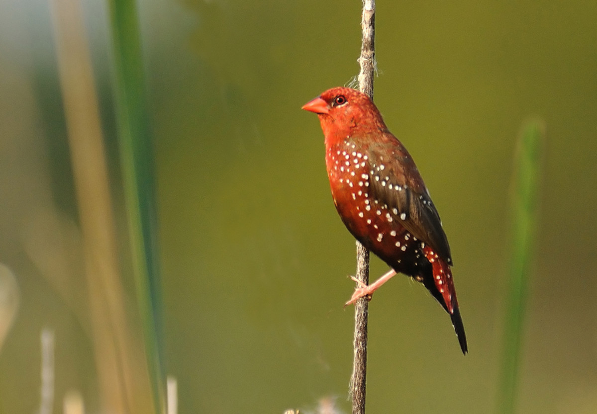 The gentle Red Munia splashes you with dashing red as it flutters among the reeds. (Chitravati river bed)