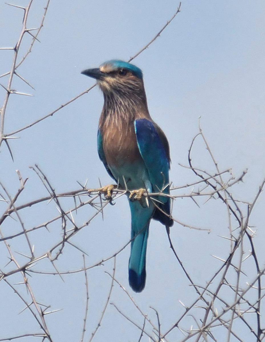 The Indian Roller or Blue Jay is the state bird of Andhra Pradesh. 