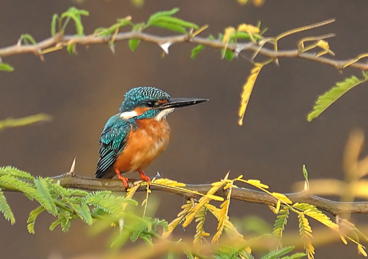 Don't get fooled by it's little size. The Little Blue Kingfisher has a deadly kill rate. (Karnatanagepalli bridge)