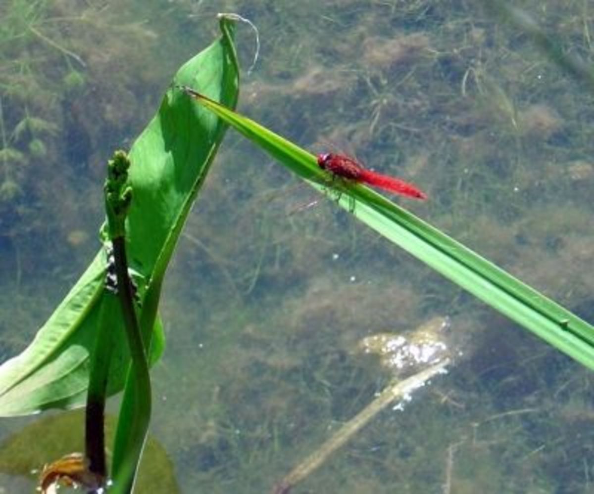 Beautiful Dragonfly in the Tropical Park