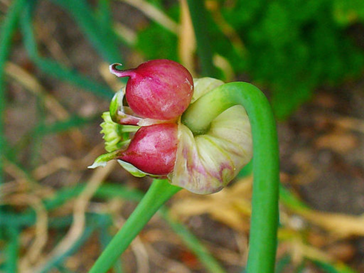 Herbal Remedies - Health Benefits of Garlic and Indian Dish Poondu(garlic) Rasam Recipe