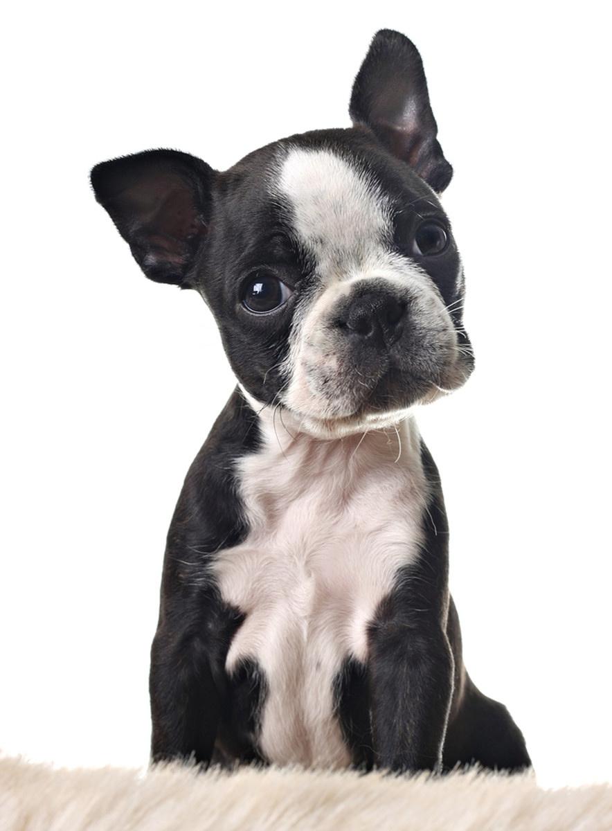 Dogs With Folds and Wrinkles Often Develop Skin Conditions Such as Fold ...