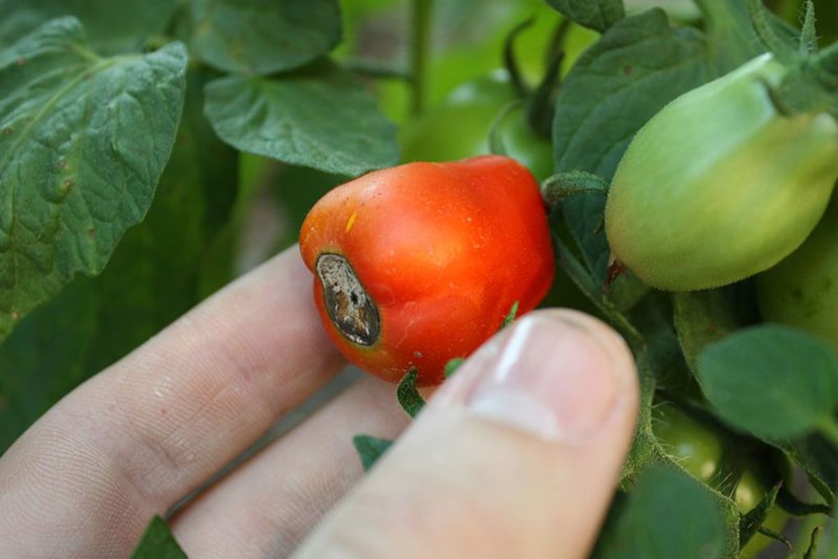 Tomato with calcium deficiency resulting in blossom-end rot of the fruit.