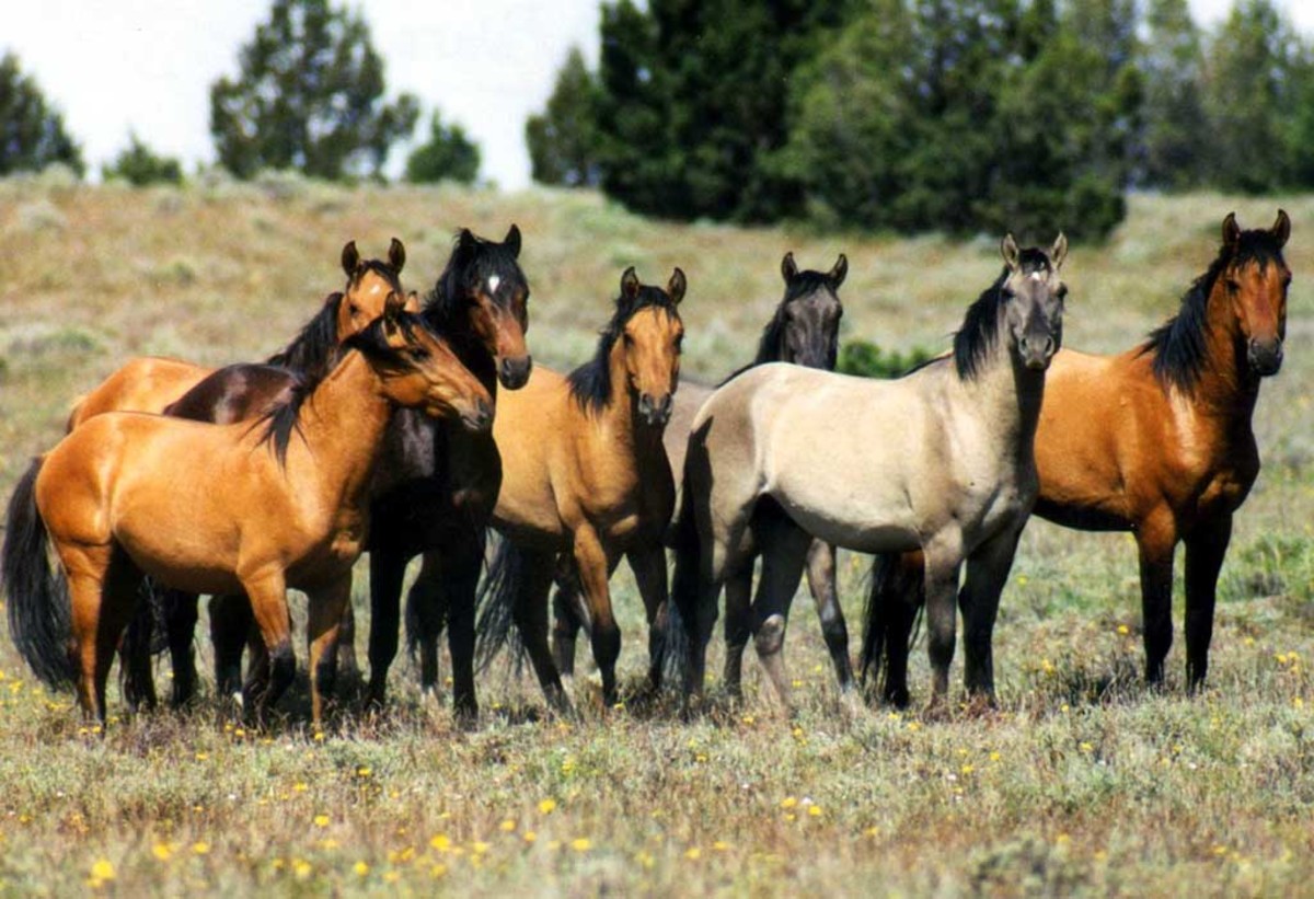 A herd of horses.