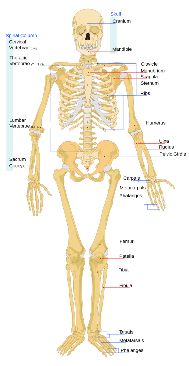 Human Skeletal System – Human Skeleton Bones – and Functions of Skeletal System