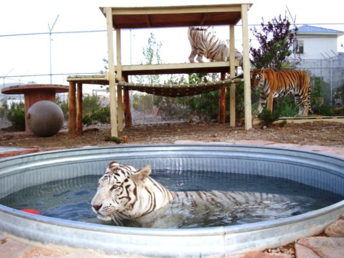 Privately owned 'pet' tigers