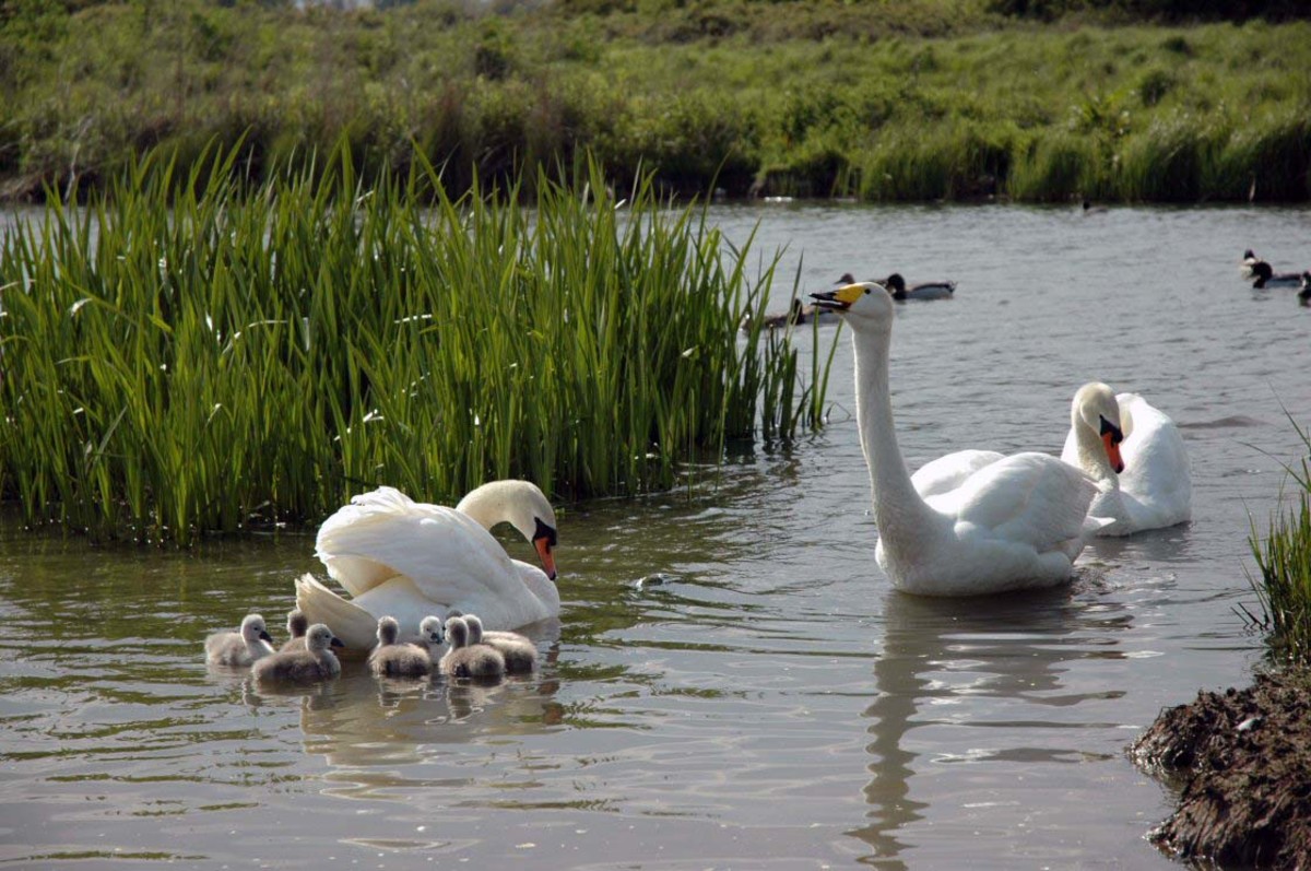 Mistral the Harwich Mute Swan's Love Triangle