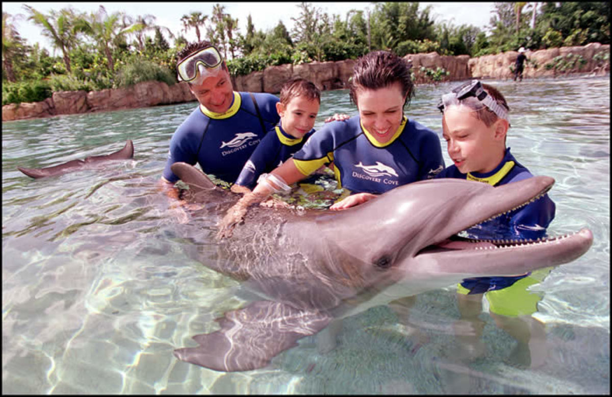 Dolphin World Orlando, FL