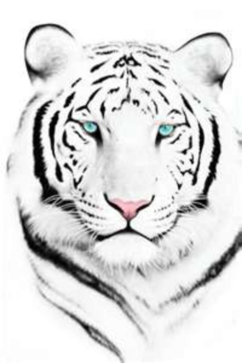 white-tiger-tattoos